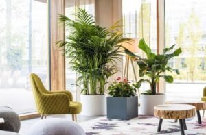 Add Indoor Plants for a Fresh Ambience