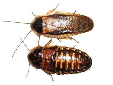 Dubia Roaches on Sale